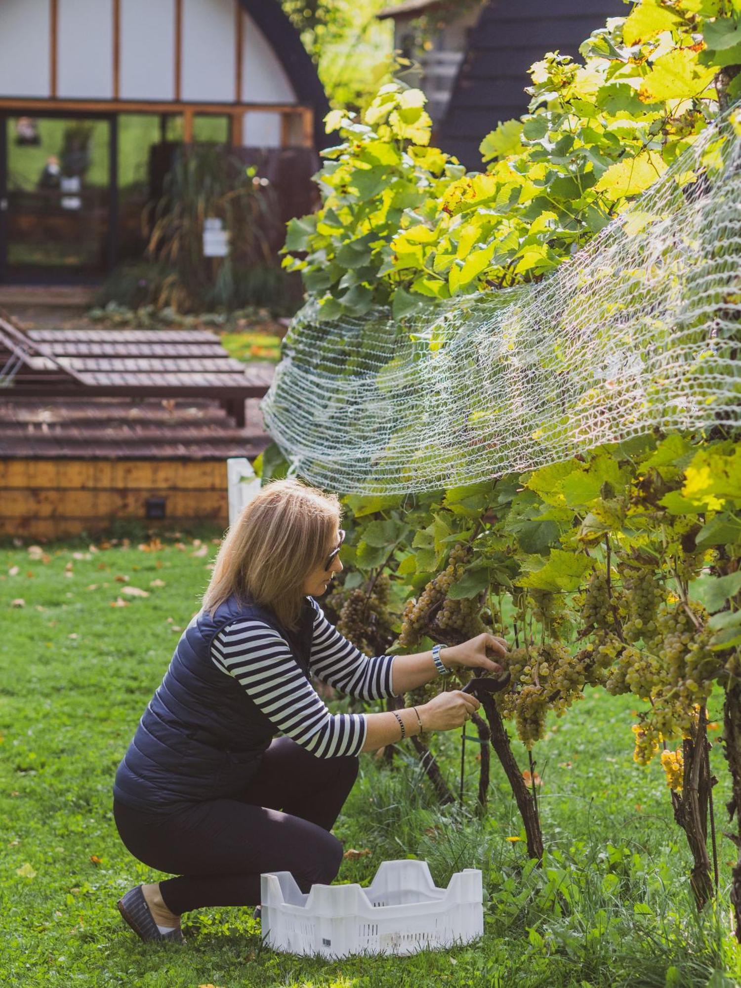 Sen I Wino, Domki Na Winnicy Ze Strefa Spa Żywiec Buitenkant foto